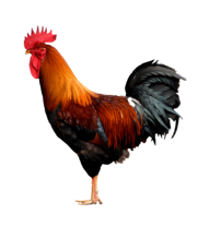 Cock