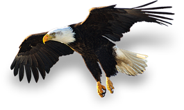 Eagle