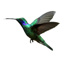 Humming Bird