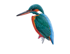 Kingfisher