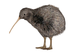 Kiwi