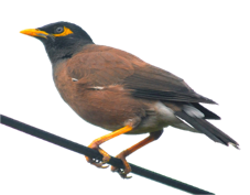 Mynah