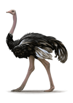 Ostrich