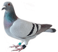 Pigeon