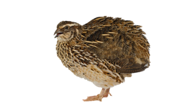 Quail