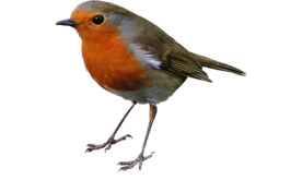 Robin