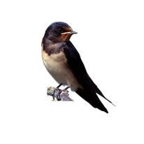 Swallow