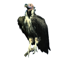 Vulture