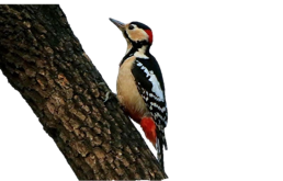 Woodpecker