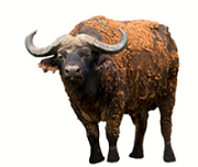 Buffalo