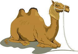 Camel