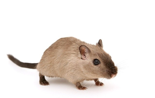 Rat