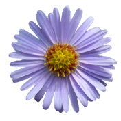 Aster flower