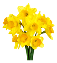 Daffodil flower