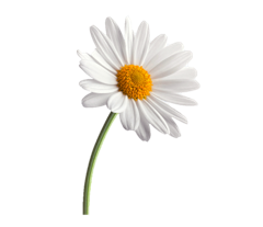 Daisy flower