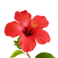 Hibiscus flower