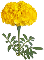 Marigold flower