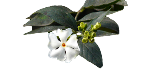 Night-blooming jasmine flower