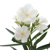 Oleander