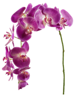 Orchid flower