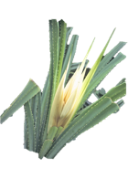 Pandanus flower