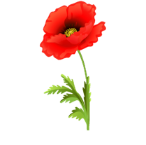 Poppy flower