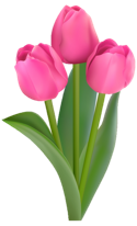 Tulip flower