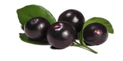 Acai berry