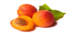 Apricot