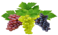 Grapes