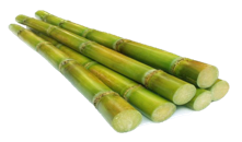 Sugar Cane