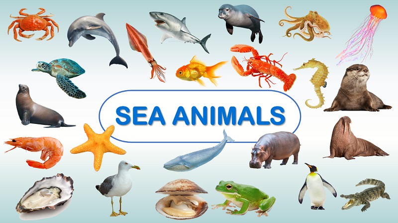 Sea Animals Name in English and Hindi with images