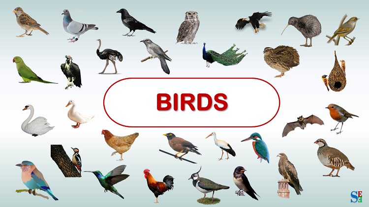 Birds vocabulary