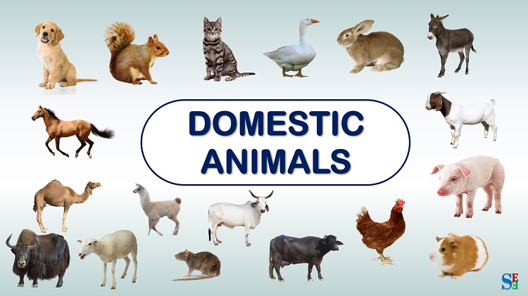 18 Useful Domestic Animal Names / पालतू जानवरों