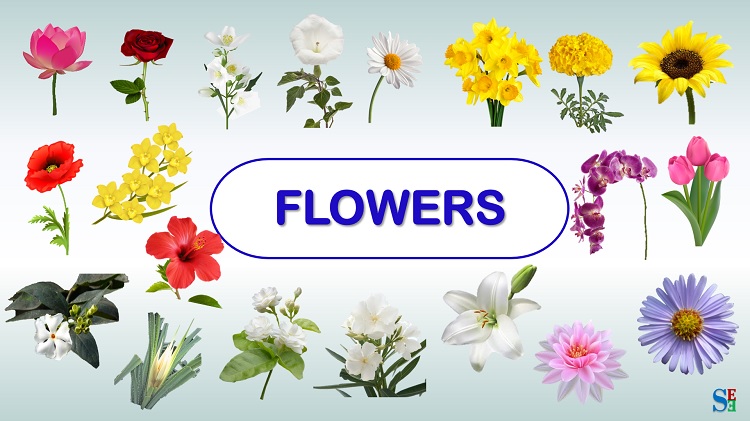 Flower Names फ ल क न म Shiv English Education