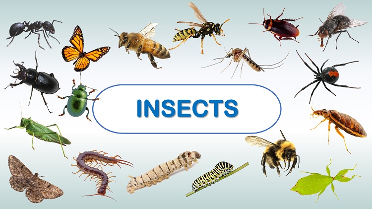 Important 20 Insect Names in English and Hindi with pictures