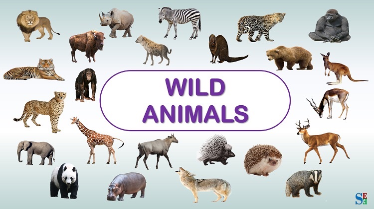 Wild Animals Names And Descriptions In English