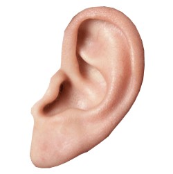 Ear