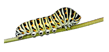 Caterpillar