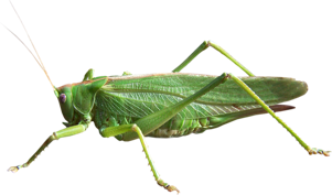 Grasshopper