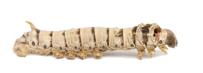 Silkworm