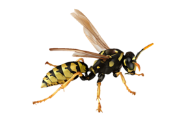 Wasp