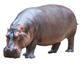 Hippopotamus