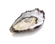 Oyster