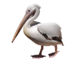 Pelican