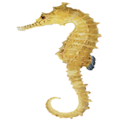 Sea Horse