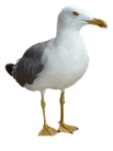 Seagull