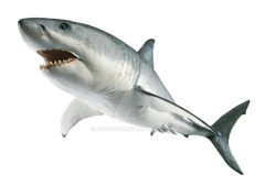 Shark