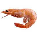 Shrimp