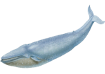 Whale